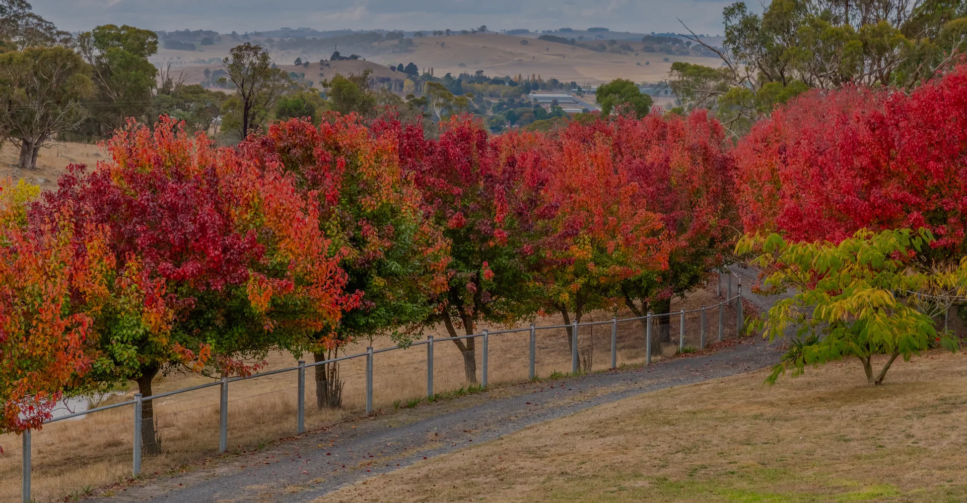 Autumn trees along a country driveway